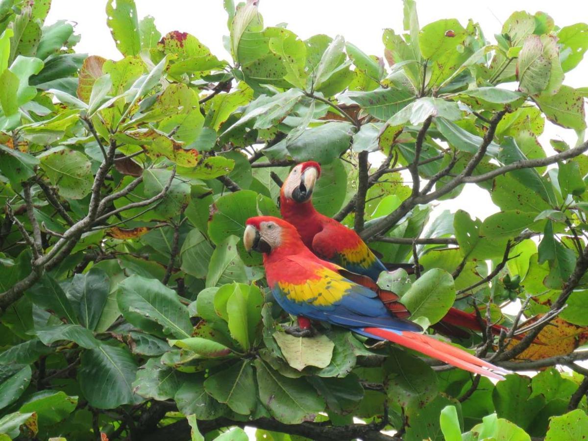 Ceiba Lodge Drake Bay Bagian luar foto